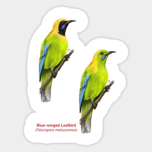 Blue-winged Leafbird | Chloropsis moluccensis ⚥ Sticker